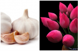 Sáng ra chỉ cần đặt thứ này lên bàn thờ, tài lộc chiếu rọi tiền bạc tự khắc chui vào túi, vơi lại đầy