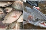 5 loại các bán đầy ngoài chợ nhưng 'ngậm' đầy chất độc, ăn không đúng cách khác nào tự hại thân