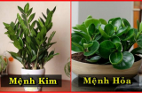 Thầy phong thuỷ dạy cách: Trồng cây hợp mệnh là 'trồng tiền' trong nhà, đặt đâu lộc nảy ở đó, giàu sang bất ngờ