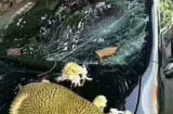 Đậu xế hộp dưới gốc mít, sáng sớm hôm sau chủ xe nhận cái kết đau thương