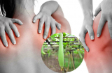 Ăn mướp theo cách này còn bổ hơn uống nhân sâm, ai cũng tiếc đứt ruột vì không biết sớm hơn