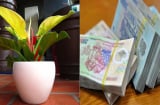 4 loại cây đặt lên bàn thờ sự nghiệp hanh thông, vượng khí tăng lên 10 lần