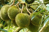 Những loại hoa quả không nên đặt lên bàn thờ nếu gia chủ không muốn đắc tội với thần linh