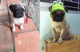 Chú chó Pug bị chủ đem đến cầm cố cả năm chưa chuộc về khiến chủ tiệm phải 'than trời' vì nuôi tốn kém