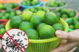 Chỉ với một quả chanh: Bạn có thể đuổi sạch lũ kiến ra khỏi nhà trong vòng nốt nhạc, một đi không trở lại