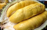 Chủ vườn sầu riêng mách bạn: Chọn sầu riêng chỉ cần nhìn- ngửi- nghe theo cách này là ra quả nhiều cơm hạt lép