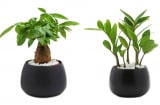 4 loại cây nếu bạn trồng trong nhà cực kỳ may mắn, tiền bạc tự nhiên rơi trúng đầu tiêu không hết
