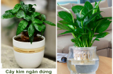 Loại cây phong thuỷ chỉ cần có nước là sống, vừa lọc sạch không khí, vừa hút tài hút lộc về cho gia chủ