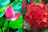 Những loại hoa may mắn và tài lộc nhất trong dịp lễ Vu Lan