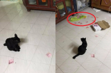 Thấy chú mèo làm rơi chiếc hộp trên nóc tủ, cô vợ chạy đến thì phát hiện ra bí mật giấu kín của chồng