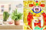 Nửa đêm đặt 3 loại cây này trong bếp: Thần Tài tự động mở két sắt gia chủ giàu lên chóng mặt
