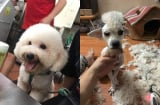 Thử tay nghề tỉa lông thú cưng 'đỉnh cao' của đứa em và cái kết khiến thiên hạ cười ra nước mắt