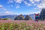 Đến Hà Giang mùa tam giác mạch không được bỏ qua 8 điểm check-in hút ngàn like dưới đây
