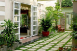 5 loại cây phong thủy nhà giàu không muốn trồng, vừa tiêu tán tài lộc vừa rước bệnh cho Shbet111 slot, casino, thể thao, xổ số