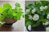 Đặt 4 loại cây này trong nhà đuổi cả đàn muỗi bay xa, một đi không quay lại