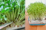 Tự trồng rau mầm không cần đất siêu nhanh siêu sạch, mẹ nào cũng làm được