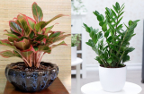5 loại cây nghe tên đã thấy giàu sang phú quý, đặt trong nhà tài lộc về ầm ầm