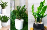 Trồng cây kim tiền đúng 'chuẩn' gọi tiền tài, lộc lá về như thác đổ