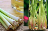 Nếu biết được công dụng thần kỳ này của sả ngâm rượu, bạn chỉ muốn làm ngay để tích trữ trong nhà