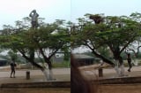 Thầy giáo 'trường người ta' leo hẳn lên cây để chụp ảnh cho học sinh