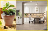 Trồng loại cây này trong bếp để thần Tài 'gật gù ưng ý', gia chủ xin gì cũng 'cho'