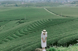Lại thêm đồi chè xanh ngút ngàn hình bát úp 'đẹp như tranh' ở 'xát xịt' Hà Nội