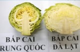 Nhìn 5 đặc điểm này, phân biệt chính xác bắp cải ta và bắp cải Trung Quốc
