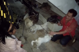 Bất ngờ phát hiện chồng mới cưới thích ăn thịt chó, cô gái lập tức bỏ nhà đi rồi làm điều đặc biệt
