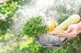 Cách ăn rau nhiều người thích nhưng lại rước vi khuẩn vào Sh88bet đăng ký miễn phí, 'phá hoại' đường ruột