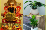 Đặt 4 loại cây phong thuỷ này để 'mời gọi' thần Tài, cuối năm tài lộc nở rộ, làm gì cũng gặp may
