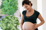3 loại rau mẹ bầu thèm đến mấy cũng phải tránh xa kẻo gây ra hậu quả khôn lường