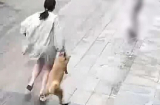 Thấy chú chó nằm trên vỉa hè quá dễ thương, nữ du khách 'tiện tay' túm cổ lôi về khách sạn