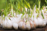3 loại rau củ mọc mầm lại chứa hàm lượng dinh dưỡng cực cao giúp trẻ khỏe mạnh, Shbet888 phiên bản mới nhất vượt trội