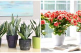 Cuối năm: Trồng 4 loại cây này trong nhà vừa phòng bệnh vừa hút tài lộc, gia chủ nhanh chóng phát tài