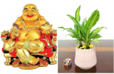 Cuối năm: Trồng 4 loại cây dòng dõi đế vương, khí chất Thần Tài, giúp gia chủ giàu có tiền tiêu không hết