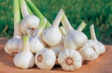 Mỗi ngày bạn ăn một củ này giá 1000 đồng, tốt hơn nhân sâm phòng ngừa nhiều bệnh
