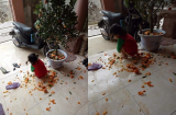 Vừa mua được cây quất đẹp trưng Tết, bố mẹ đã 'tăng xông' vì con gái vặt trụi quả từ trên xuống dưới