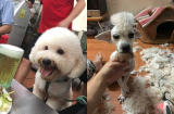 Giao chú chó cho em trai tỉa lông, anh chàng khóc cạn nước mắt vì thú cưng biến thành con vật lạ