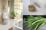Đặt thứ này vào nhà vệ sinh đảm bảo cả tuần sạch sẽ không mùi hôi