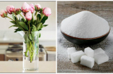 Thấy vợ thả đường vào nước cắm hoa chồng tròn mắt kinh ngạc, nhưng hiệu quả thật khó tin