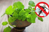 Những loại cây đuổi muỗi hiệu quả, nhà nào chưa có phải 'tậu' ngay