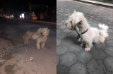 Chú chó thất lạc một năm bất ngờ được chủ tìm thấy ở hàng thịt chó mèo
