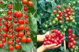 Bí quyết trồng cà chua trên sân thượng nhanh được thu hoạch, ăn cả năm khong hết quả