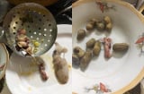 Mua mực về hấp, anh chàng khóc cạn nước mắt vì thành phẩm chẳng giống ai