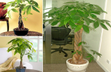 Những loại cây hợp người mệnh Kim giúp tăng cường vận khí, tài lộc