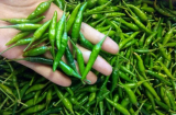 Mua ớt xanh muốn biết quả nào cay quả nào không chỉ cần nhìn độ cong là biết
