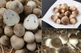 Chuyên gia chia sẻ tác dụng của nấm rơm với sức khỏe con người