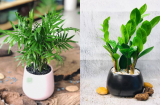 8 loại 'cây hút tiền' trồng trong nhà giúp gia chủ vượng phát, tài lộc đến ào ào