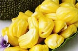 Cách chọn mít chín tự nhiên không ngâm hóa chất ai cũng nên biết