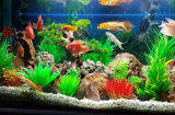 Đặt bể cá cảnh đúng 'cung phát lộc', gia chủ ngồi rung đùi đếm tiền